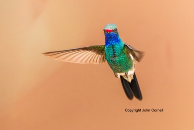 Broad-billed-Hummingbird;Cynanthus-latirostris;Flying-Bird;Hummingbird;Photograp